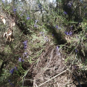 Stypandra glauca at Fadden, ACT - 15 Oct 2016