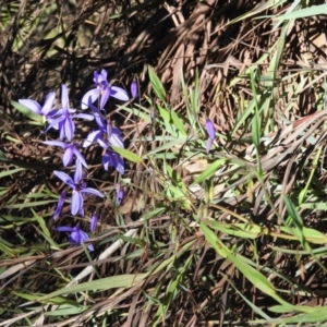 Stypandra glauca at Fadden, ACT - 15 Oct 2016