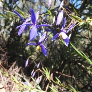 Stypandra glauca at Fadden, ACT - 15 Oct 2016