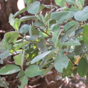 Pomaderris cinerea at Brogo, NSW - 19 Jan 2016 11:07 AM