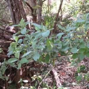 Pomaderris cinerea at Brogo, NSW - 19 Jan 2016 11:07 AM