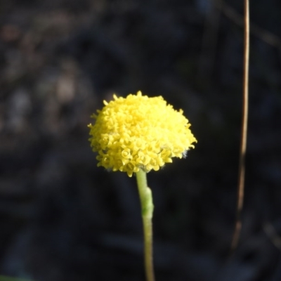 Craspedia sp. (Billy Buttons) at Fadden, ACT - 15 Oct 2016 by ArcherCallaway