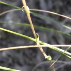 Craspedia sp. at Fadden, ACT - 15 Oct 2016