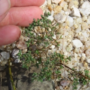 Polycarpon tetraphyllum at Brogo, NSW - 19 Jan 2016