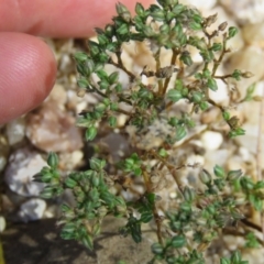 Polycarpon tetraphyllum at Brogo, NSW - 19 Jan 2016