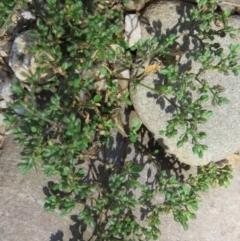 Polycarpon tetraphyllum at Brogo, NSW - 19 Jan 2016