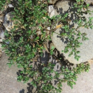 Polycarpon tetraphyllum at Brogo, NSW - 19 Jan 2016 10:49 AM
