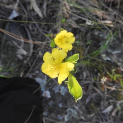 Hibbertia obtusifolia (Grey Guinea-flower) at Fadden, ACT - 14 Oct 2016 by RyuCallaway