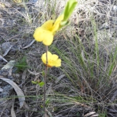 Hibbertia obtusifolia at Fadden, ACT - 15 Oct 2016