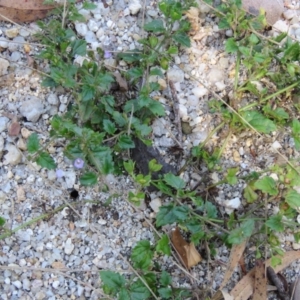 Veronica plebeia at Brogo, NSW - 19 Jan 2016 10:54 AM