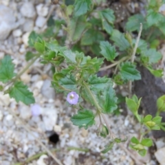 Veronica plebeia at Brogo, NSW - 19 Jan 2016 10:54 AM