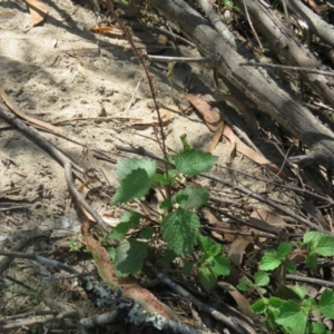 Coleus australis at Brogo, NSW - 19 Jan 2016