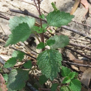 Coleus australis at Brogo, NSW - 19 Jan 2016