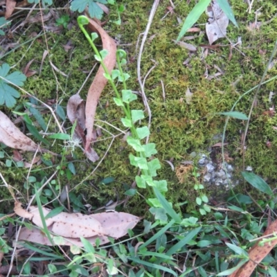 Asplenium flabellifolium (Necklace Fern) at Brogo, NSW - 19 Jan 2016 by CCPK