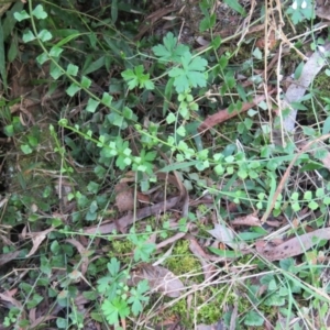 Asplenium flabellifolium at Brogo, NSW - 19 Jan 2016 11:03 AM
