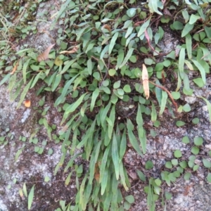 Pyrrosia rupestris at Brogo, NSW - 19 Jan 2016