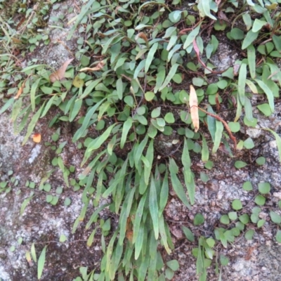 Pyrrosia rupestris (Rock Felt Fern) at Brogo, NSW - 19 Jan 2016 by CCPK