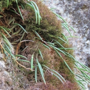 Dockrillia striolata at Brogo, NSW - suppressed