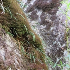 Dockrillia striolata at Brogo, NSW - suppressed