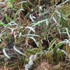 Dockrillia striolata at Brogo, NSW - suppressed