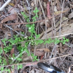 Stellaria flaccida (Forest Starwort) at Brogo, NSW - 19 Jan 2016 by CCPK