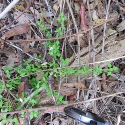 Stellaria flaccida (Forest Starwort) at Brogo, NSW - 19 Jan 2016 by CCPK