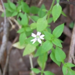 Stellaria flaccida at Brogo, NSW - 19 Jan 2016 11:13 AM