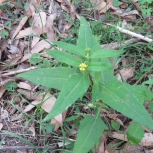 Sigesbeckia orientalis at Brogo, NSW - 19 Jan 2016