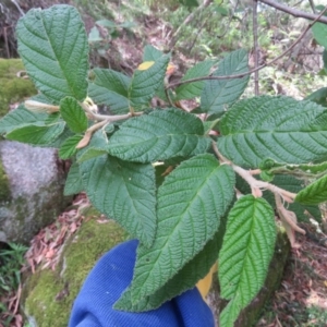 Pomaderris aspera at Brogo, NSW - 19 Jan 2016