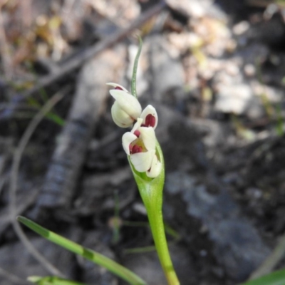 Wurmbea dioica subsp. dioica (Early Nancy) at Wanniassa Hill - 14 Oct 2016 by RyuCallaway