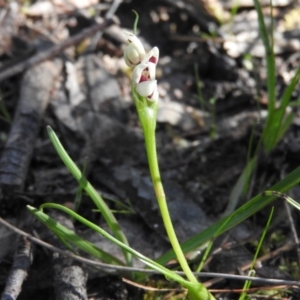 Wurmbea dioica subsp. dioica at Fadden, ACT - 15 Oct 2016