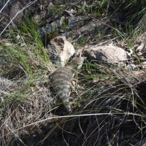 Tiliqua scincoides scincoides at Fadden, ACT - 15 Oct 2016 09:50 AM