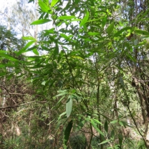 Prostanthera lasianthos at Brogo, NSW - 19 Jan 2016