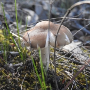 zz agaric (stem; gills white/cream) at Fadden, ACT - 15 Oct 2016 09:59 AM