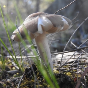 zz agaric (stem; gills white/cream) at Fadden, ACT - 15 Oct 2016 09:59 AM