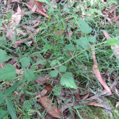 Rubus parvifolius (Native Raspberry) at Brogo, NSW - 19 Jan 2016 by CCPK