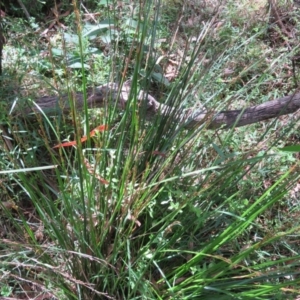 Lepidosperma laterale at Brogo, NSW - 19 Jan 2016