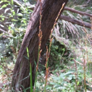 Lepidosperma laterale at Brogo, NSW - 19 Jan 2016