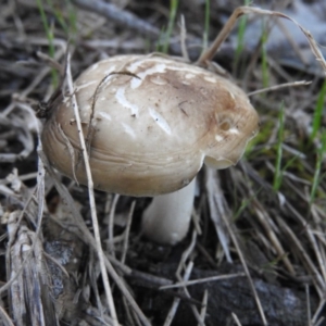 Oudemansiella gigaspora group at Fadden, ACT - 15 Oct 2016