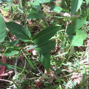 Leichhardtia rostrata at Brogo, NSW - 19 Jan 2016