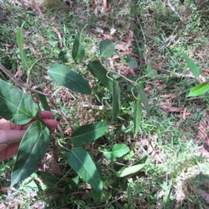 Leichhardtia rostrata at Brogo, NSW - 19 Jan 2016 11:31 AM