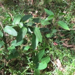 Leichhardtia rostrata at Brogo, NSW - 19 Jan 2016