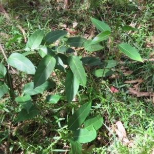 Leichhardtia rostrata at Brogo, NSW - 19 Jan 2016