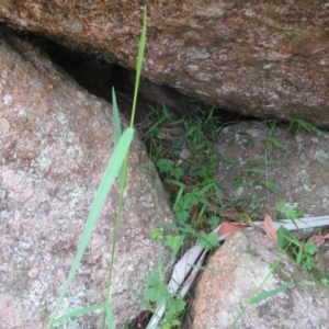 Entolasia marginata at Brogo, NSW - 19 Jan 2016 11:33 AM