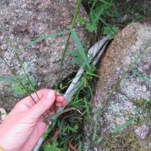 Entolasia marginata at Brogo, NSW - 19 Jan 2016