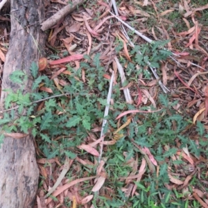 Solanum pungetium at Brogo, NSW - 19 Jan 2016