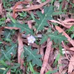 Solanum pungetium at Brogo, NSW - 19 Jan 2016