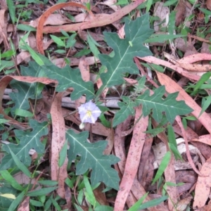 Solanum pungetium at Brogo, NSW - 19 Jan 2016