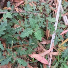 Solanum pungetium at Brogo, NSW - 19 Jan 2016