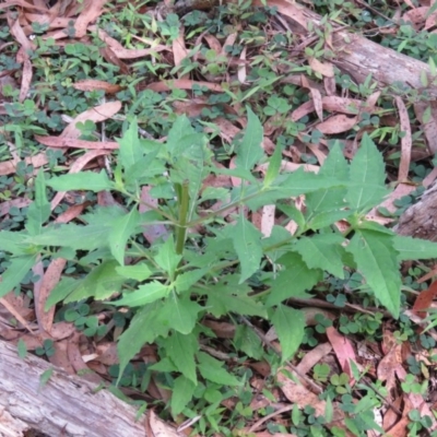 Sigesbeckia orientalis (Indian Weed) at Brogo, NSW - 19 Jan 2016 by CCPK